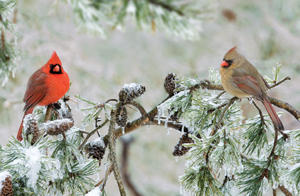 DecoBird Northern Cardinal - Wildlife Garden Web Shop